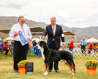 Greater Swiss Mountian Dog #5 Sat G1 Copeland Sue Agent Scott Sommer Judge John Wade