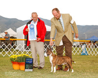 Miniature Bull Terrier #5 Sat G1 Moffitt Teresa and David Judge Frank Sabella