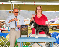 Miniature Schnauzer #5 Sat BOB Christensen Jill and Deborah Luckie Judge Frank Sabella