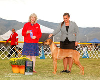 Rhodesian Ridgeback #18 sat WB Prendergast Erin and Martha Prendergast Judge Sulie Greendale Pavaza