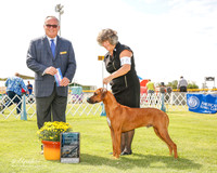 Rhodesian Ridgeback #27 Sat Maj BOW Hayes Jeffrey and Susan Ralston VMD Judge Ken Murray