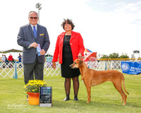 Rhodesian Ridgeback #8 Sat Maj WB Willia Mark C and Jenny Willis Judge Ken Murray