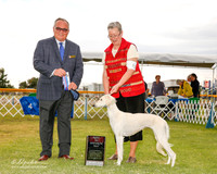 Saluki #6 Sat Brown William T and Cynthia L Judge Ken Murray