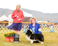 Shetland Sheepdog #11 Sat WD Kozakiewicz K R Vale R Porter Judge Sulie Greendale Pavaza