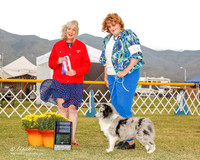 Shetland Sheepdog #14 Sat WB Workman Karen Judge Sulie Greendale Pavaza