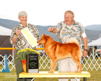 Finnish Spitz #5 fri G3 Judge Gary Andersen