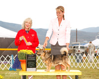 Swedish Vallhund #5 Sat BOB Fromm Michelle Agent Shawna Swanson Judge Sulie Greendale Paveza