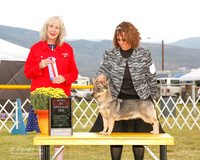 Swedish Vallhund #6 Sat BOS Fromm Michelle Judge Sulie Greendale Paveza