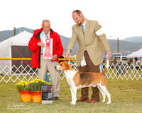 Treeing Walker Coonhound #5 Sat G2 Confer Jordan and Kay Purchiss Judge Frank Sabella