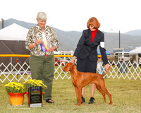Vizsla #10 Sat BOB Banales Kim Judge Anne Katona