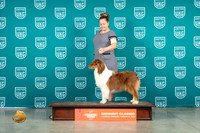 Australian Shepherd #116 Sat