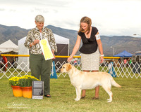 Labrador Retriever #6 Sat G3 McFadden Terry and Janet Schoonoven Judge Anne Katona
