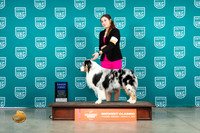 Australian Shepherd #128 Fri G1 Judge Katherine Short