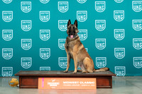 Belgian Malinois Sat Mace