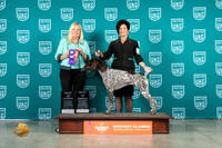 German Shorthaired Pointer #223 Sat BOBBOW Judge Katherine Short