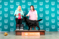 Labrador Retreiver #166 Sat G2CH Judge Katherine Short