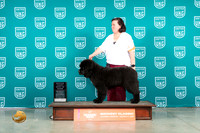 Newfoundland #502 Sat NPBOB Judge Lew Olson