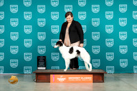 Silken Windhound #201 Sat BFCH Judge Mary Ellen Meyer