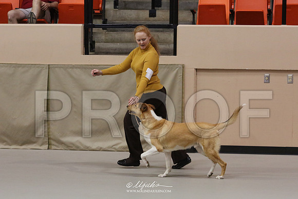 CollieS-9126-HR