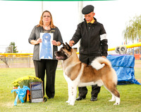 Akita #5 Sun G1 Borrmann Stacey Agent Alvin N Lee