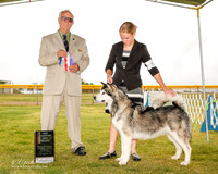 Alaskan Malamute #6 Sun Maj BOS NC Baker Twila Judge Thomson Stanfield Jr