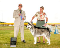 Alaskan Malamute #7 Sun Maj WD Wolfe nancy and Robert Armstrong Judge Thomson Stanfield Jr