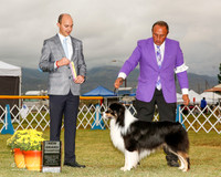 Astralian Shepherd #21 Sun NGC Thompson Helen and Earl and Gayle Kuklka Agent Sergio Espejo Judge Gerardo Bernard