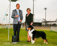 Australian Shepherd #11 Sun BOW MAthis Star Judge Gerardo Dernard