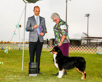 Australian Shepherd #14 Sun WB Allen Debra L and Emma Jenkins Judge Gerardo Dernard