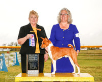 Basenji #5 Sun BOW NC Tuttle Theresa and Tari Parish Judge Carol White Moser
