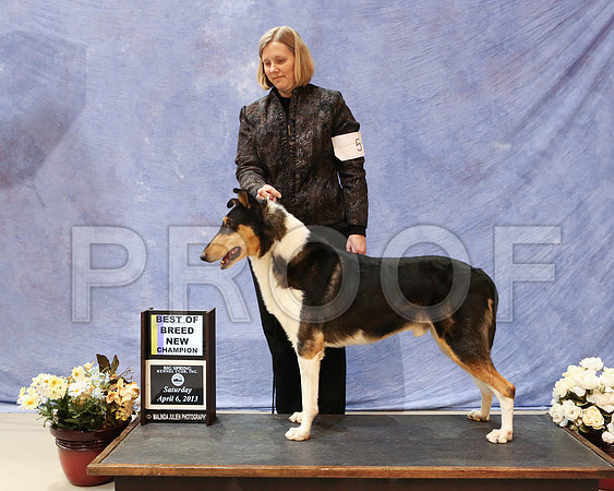 CollieS-4480-HR