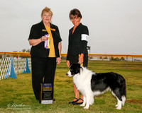 Border Collie #9 Sun BOB Holcomb Paula Judge Carol White Moser