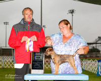 Border Terrier #10 Sun NC BOB Muller Cindy and Kimberly Yonk Judge David Alexander