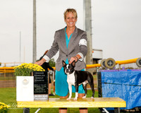 Boston Terrier #5 Sun OH G4 Bays Laura and Trey Bays