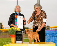 Brussels Griffon #5 Sun G4 Massad Sharon and Valerie Humbird