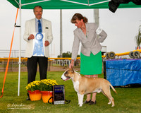 Bull Terrier Colored #5 Sun G1 Davis Diane and Norma and Gordon Smith