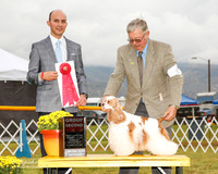 Cocker Spaniel #6 Sun G2 Rowe Charles R and Jacquline Rowe Agent Marshall D Schneider Judge Gerardo Dernard