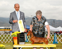 Dachshund #8 Sun G3 Lara Gabriel M Lopez and Marina Renee DVM Judge Gerardo Dernard