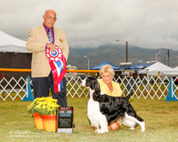 English Springer Spaniel #9 Sun BIS Perreira Sharleen and Ruth Dehmel Judge Kenneth Clemons