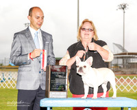 French Bulldog #7 Sun BOS Wendy Nieuwenhuis W and Ruth Spindler Judge Gerardo Bernard