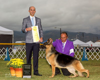 German Shepherd Dog #21 Sun G3 Reyna Oscar A Ornelas M Gomez Arguimbau Judge Gerardo Bernard