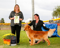 Golden Retriever #5 Sun OH G3 Dennis Diana and Deborah Wheat Judge Linda Berberich