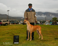 Great Dane #28 Sun 1st Opn Baily Ralph William Scoggins and Melanie