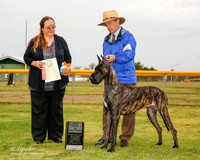 Great Dane #38 Sun Best Puppy Sweeps Cornish Maren J Copeland K Lindsey Cornish Judge Laura Munro