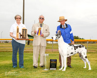 Great Dane #6 Sun BOB Schram Jennifer and Clarence and Lina and Mike Boa Judge Thomson Stanfield