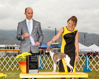 Italian Greyhound #12 Sun WB NC Seawright Libby Judge Gerardo Dernard