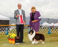 Shetland Sheepdog #19 Sun G2 Rasmussen A and G Judge Gerardo Dernard