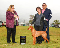Vizsla #12 Sun BOB Renteria Ricardo and Maria Judge Linda Berberich