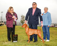 Vizsla #7 Sun BOS Pittman Sue and Maria Zucconi and Ricardo Renteria Judge Linda Berberich