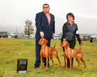 Vizsla #7 and #12 Sun BOS and BOB Pittman Sue and Maria Zucconi and Ricardo Renteria Judge Linda Berberich